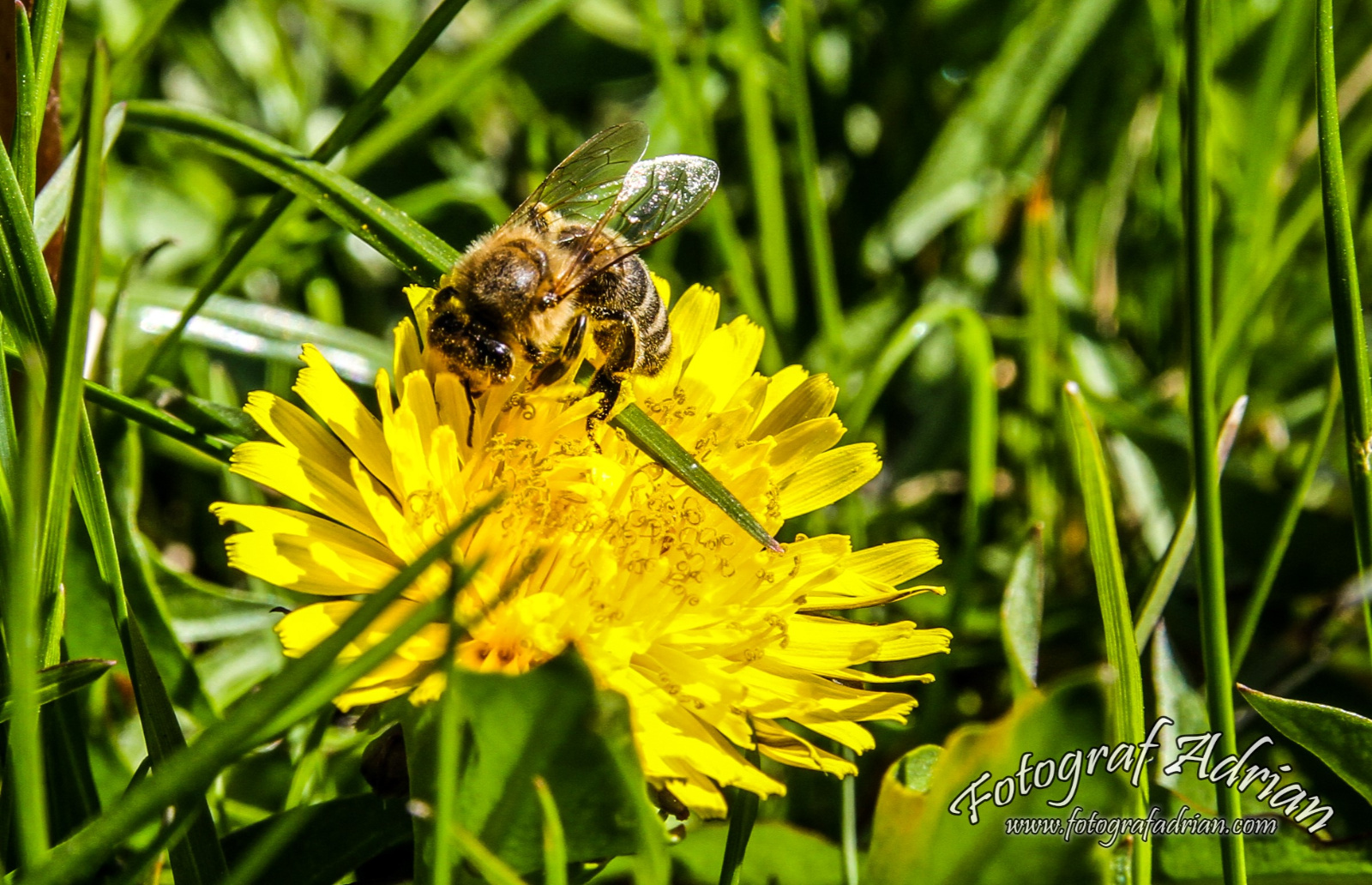 Fotografii din Natura