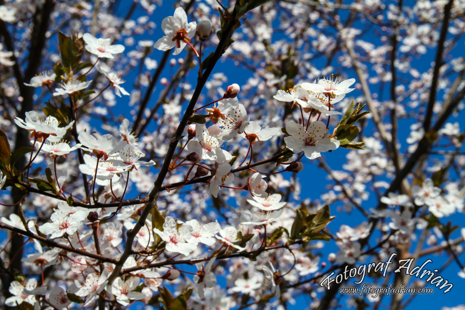 Termeni și Condiții
