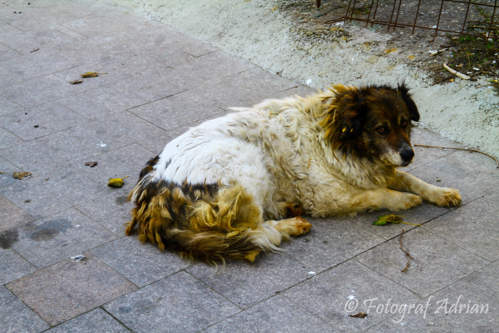 Galeria Foto cu Caini